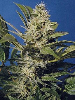 THSeeds Chocolate Chunk Regular