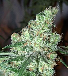 BlimBurn Seeds Chocolopez Feminised