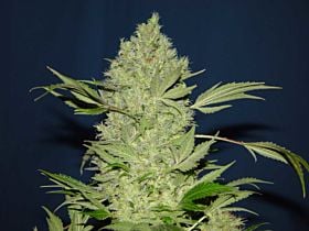 Serious Seeds Chronic 