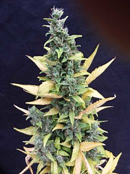Joint Doctor - Lowryder Seeds Chronic Ryder Autoflowering Feminised
