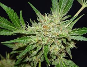 Serious Seeds - Chronic