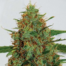 g13 cinderella 99