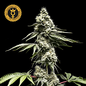 Clementine Slush Feminized