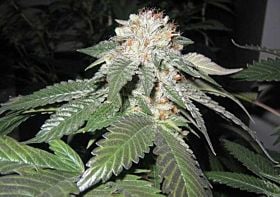 BC Bud Depot SoCal Masterkush Regular 
