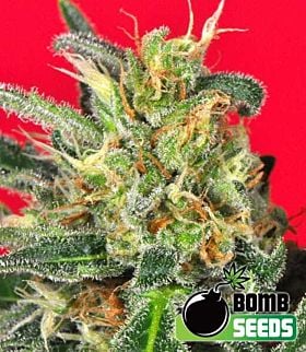 Bomb Seeds Cluster Bomb Feminized 