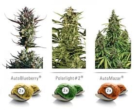 Dutch Passion Feminized Auto Colour Mix 6 