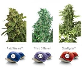 Dutch Passion Feminized Auto Colour Mix 7