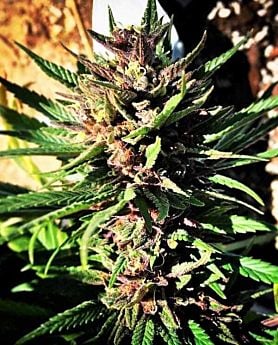 Grand Daddy Purple Cocoa Og Reg
