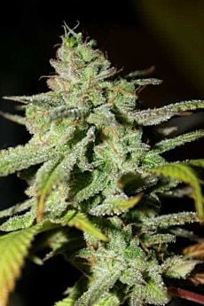 Original Diesel Haze