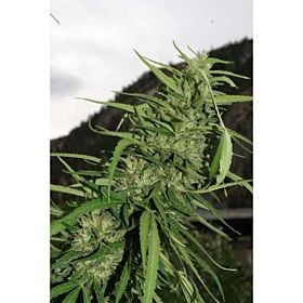 flash cookie g13 auto