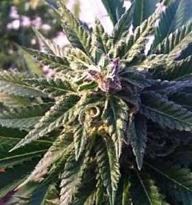 apothecary genetics cookies og
