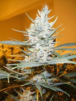 Cream of the Crop Seeds - Amphetamine Auto Feminized