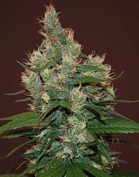 Sour Turbo Diesel Feminized 