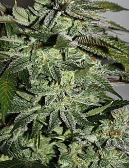 Rare Dankness Seeds Cougar Piss Regular