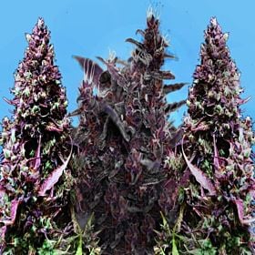 Sweet Seeds Cream Caramel Collection Fem
