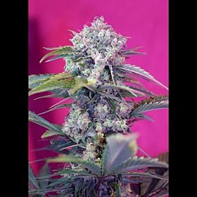 Sweet Seeds Cream Mandarine Auto Fem