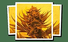 Emerald Triangle critical 707 cbd