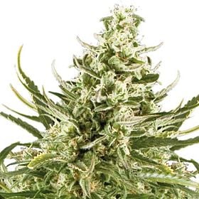 BlimBurn Seeds Critical Automatic Feminised