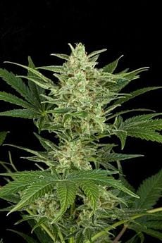 Dinafem Critical Jack Automatic Feminised