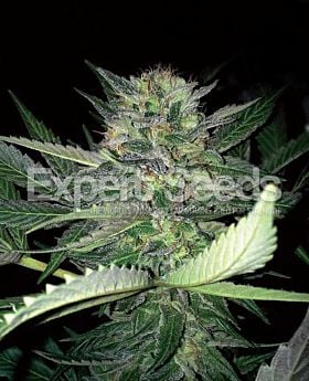 Expert Seeds Critical Lights Fem