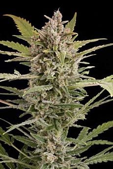 Dinafem Critical + 2.0 Autoflowering Feminised
