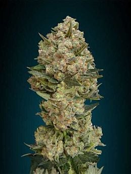 Advanced Seeds Critical Feminized 