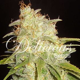Delicious Seeds - Critical Yumbolt
