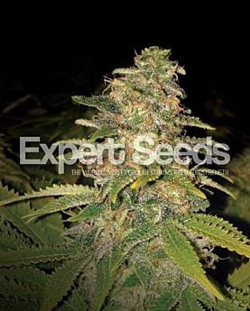 Expert Seeds Critical Blue Auto Fem