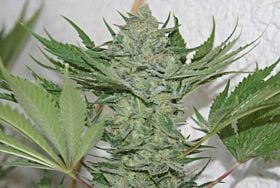 Resin Seeds Critical Haze Feminised