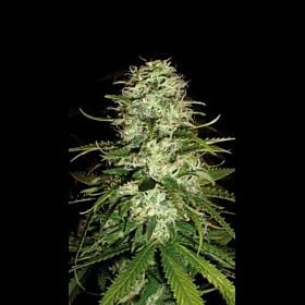 BlimBurn Seeds CR+ Feminised