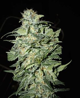 cream of the crop crop circle