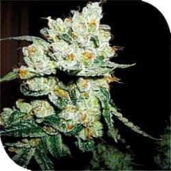 plantformers crossover og