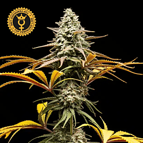 Crunch Feminized