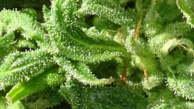FREEDOM OF SEEDS CRYSTAL DWARF REGULAR