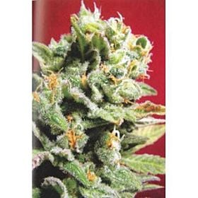KC Brains Cristal Limit Feminised