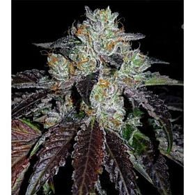 Cannaventure Seeds Daffie Regular Seeds