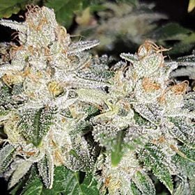 Bruce Banner BX 2.0 Regular Seeds