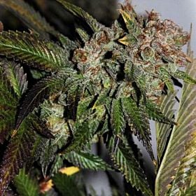 Dark Horse Genetics Hulk Smash Reg 