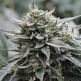 Lemon Head dark horse