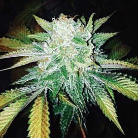 Orange Dot x Lemon male