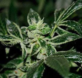 TH seeds darkstar kush