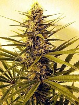 Rare Dankness Seeds Daydream Haze Regular Plant