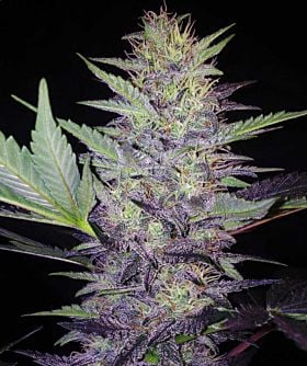 mephisto Deep Blue C F2