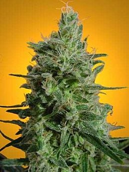 Paradise Seeds Delahaze Feminised