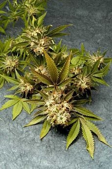Delta 9 Labs - F.O.G.