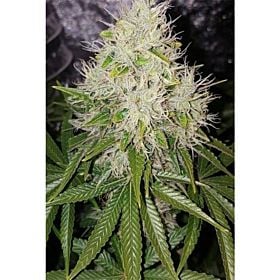 Lineage Genetics Deluxe Orange Fem 1