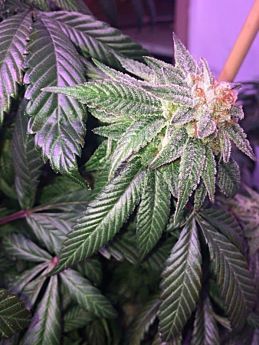 Dankonomics Genetics Triangle Tooth Reg