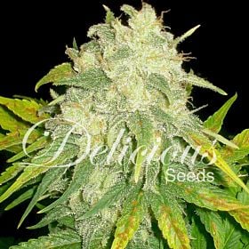 Delicious Seeds - Il Diavolo Auto Feminized