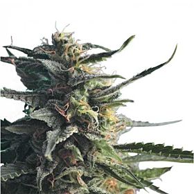 Hero Diesel Girl Fem