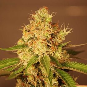 g13 diesel auto